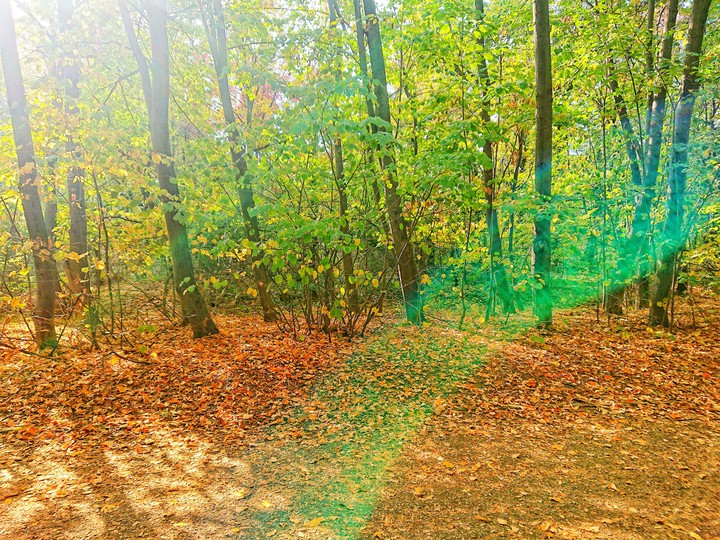 Colors of the autumn