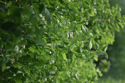 green plants