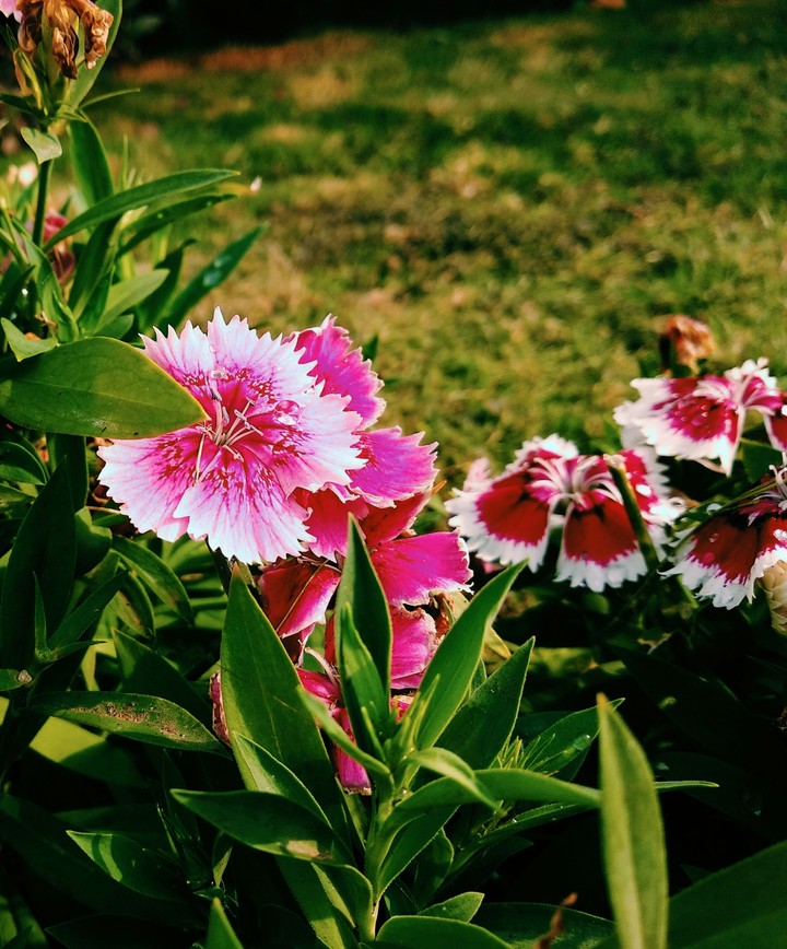 #flowerslove