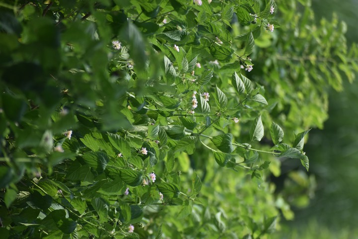 green plants