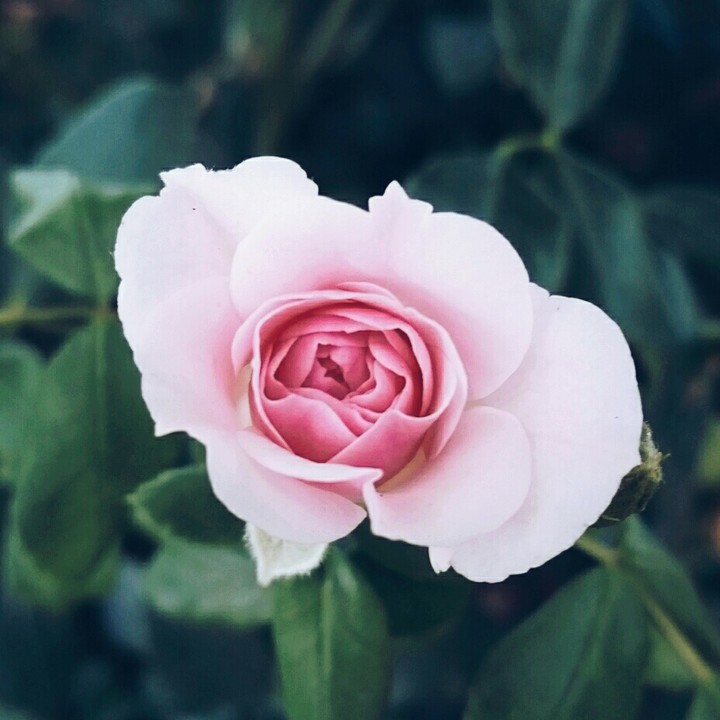 Colorado Rose