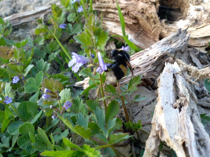 Bumblebee