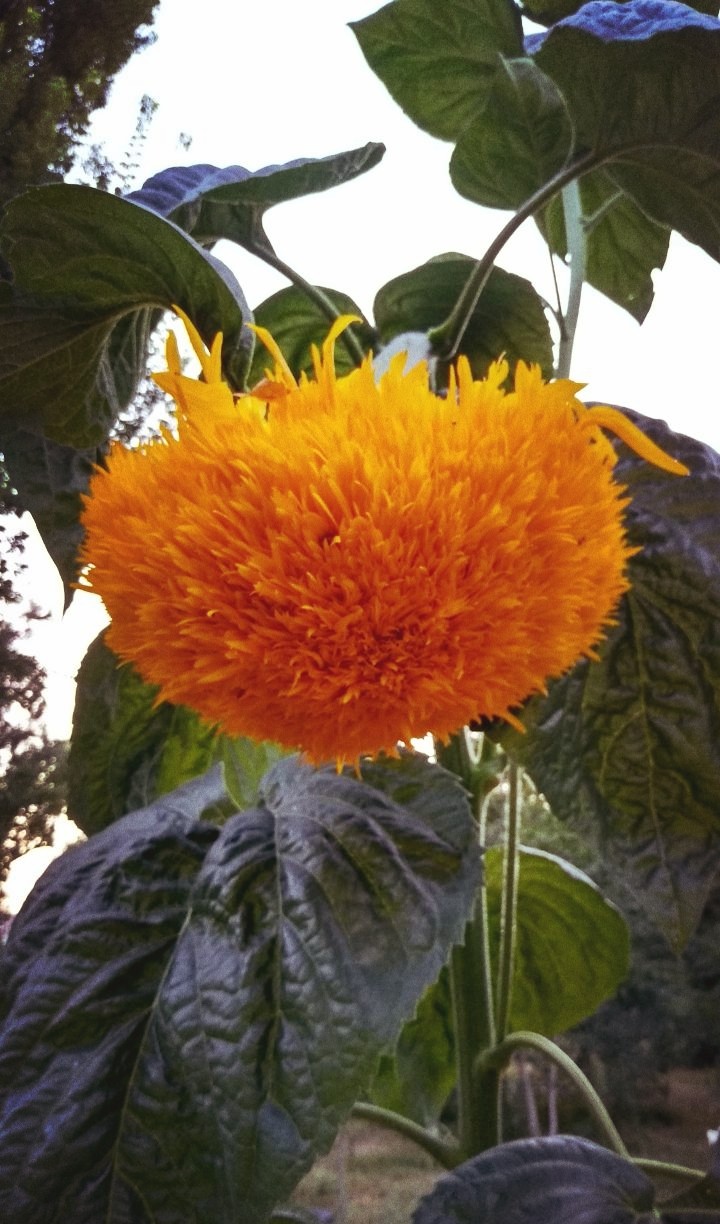 sun flower