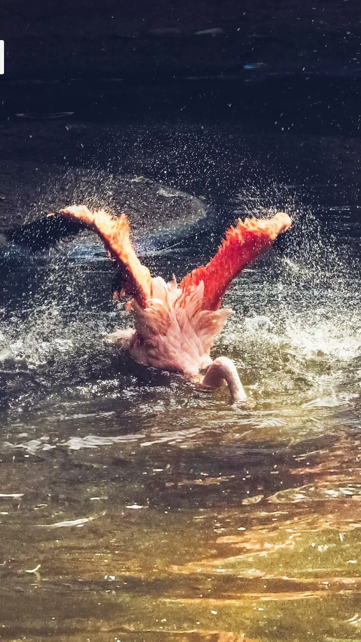 swan