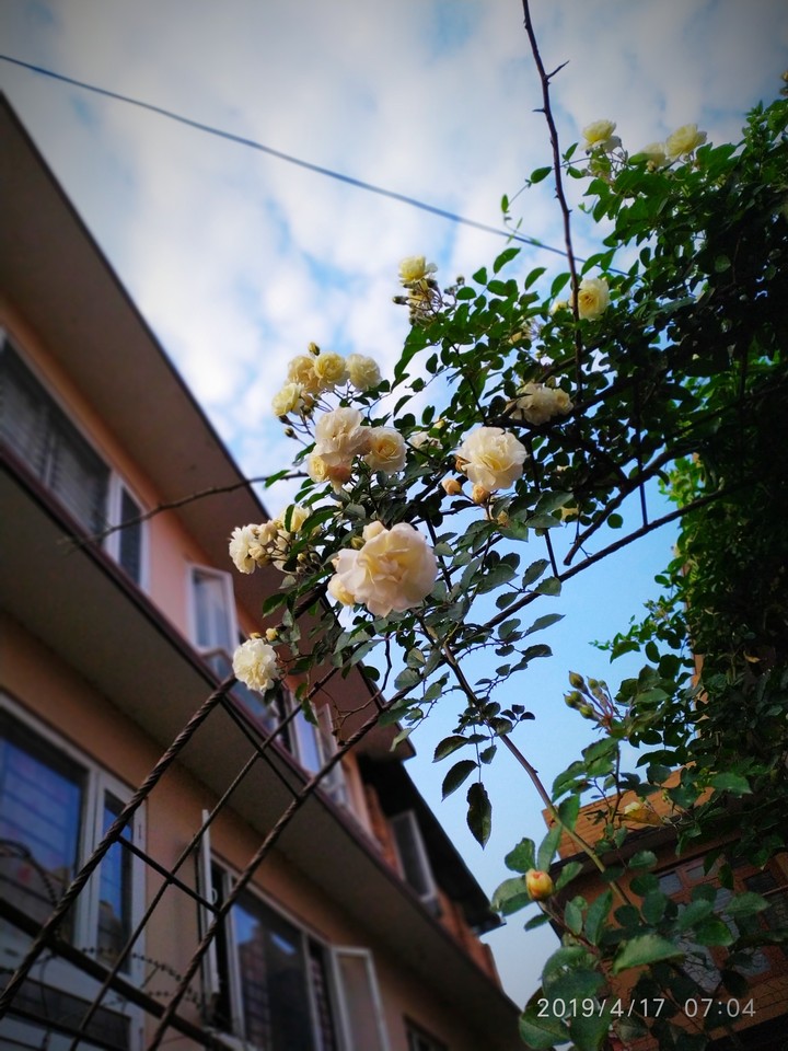 white rose