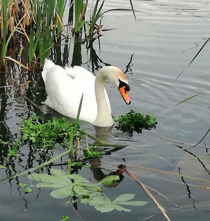 swan