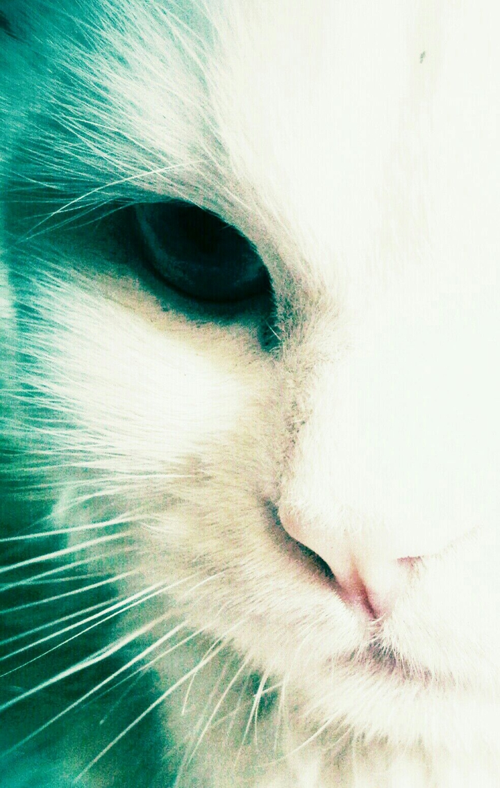 Cat -Amazing