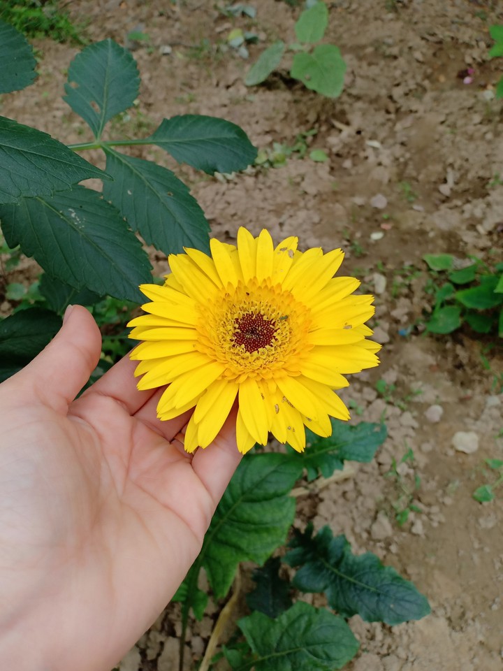 flower