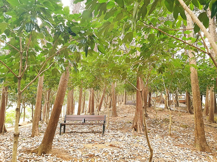 산림욕