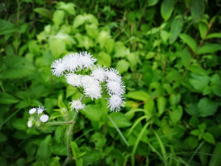pollen  green