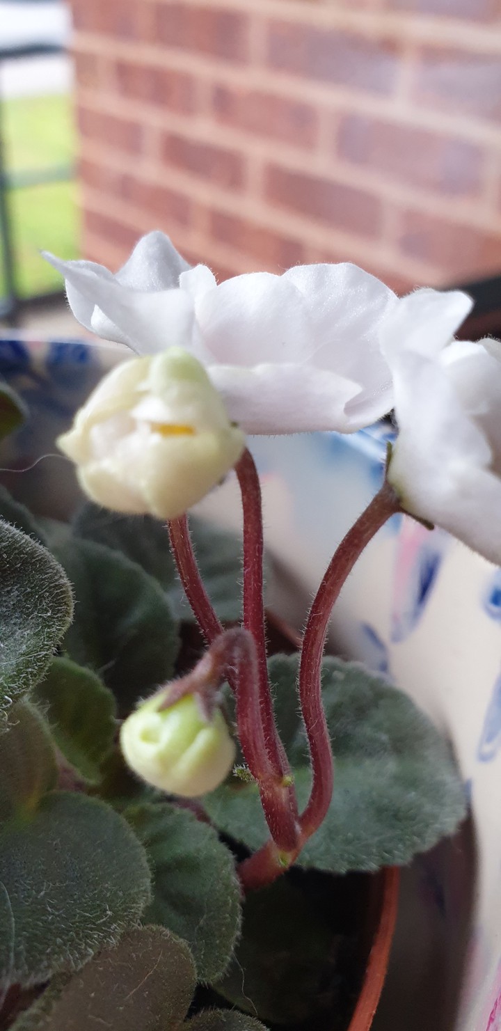 budding