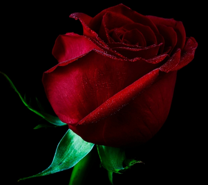 rose