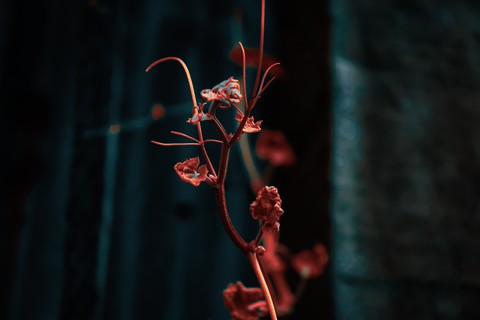 Leaf