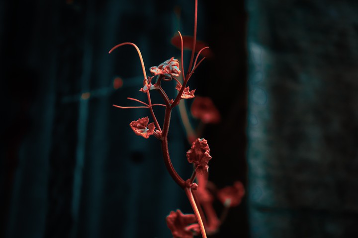 Leaf