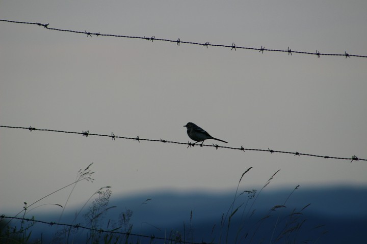 bird