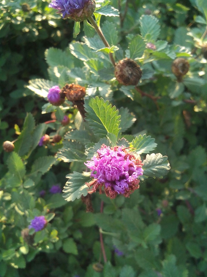 flowers
