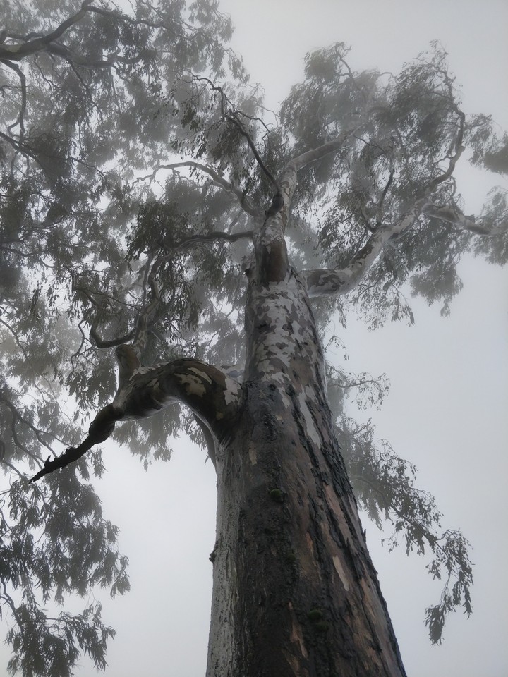 Clouded Tree