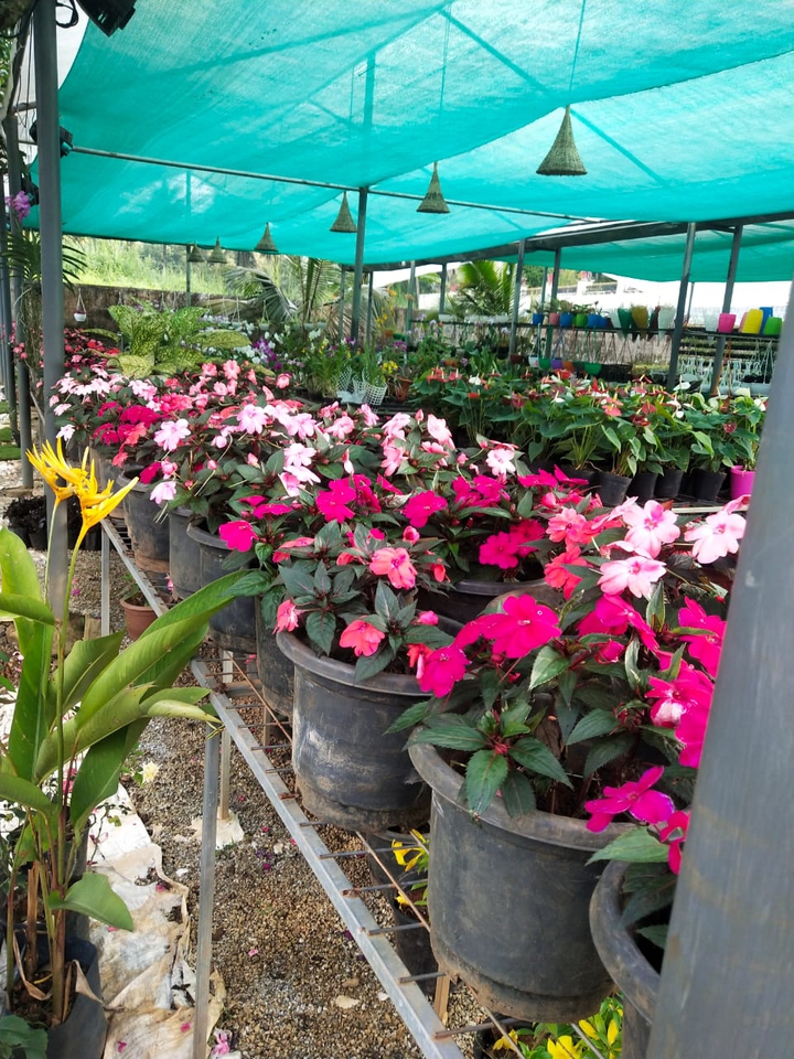 flowers