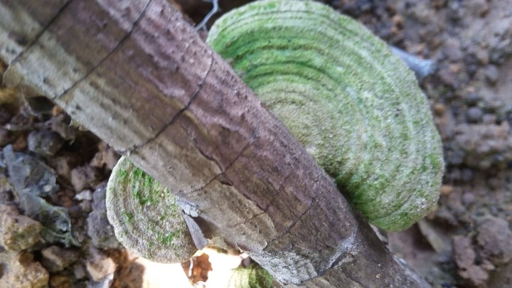 treasure from the jungle
