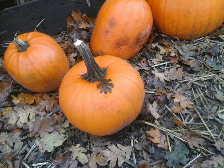 PUMPKINS!!!!!!!