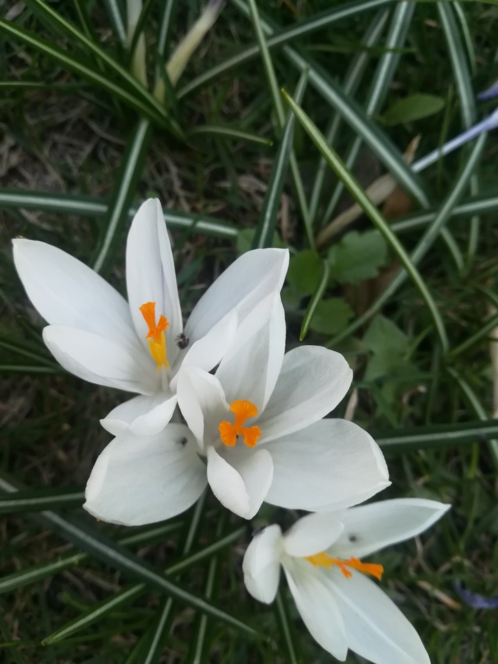 My photo. It is Crocus