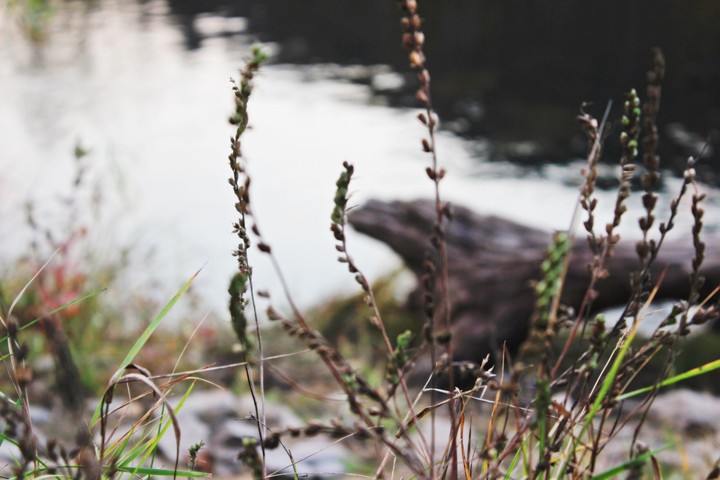 flora