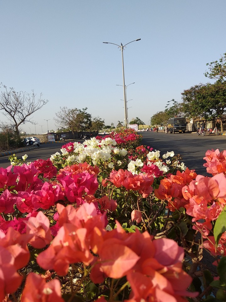 flowers