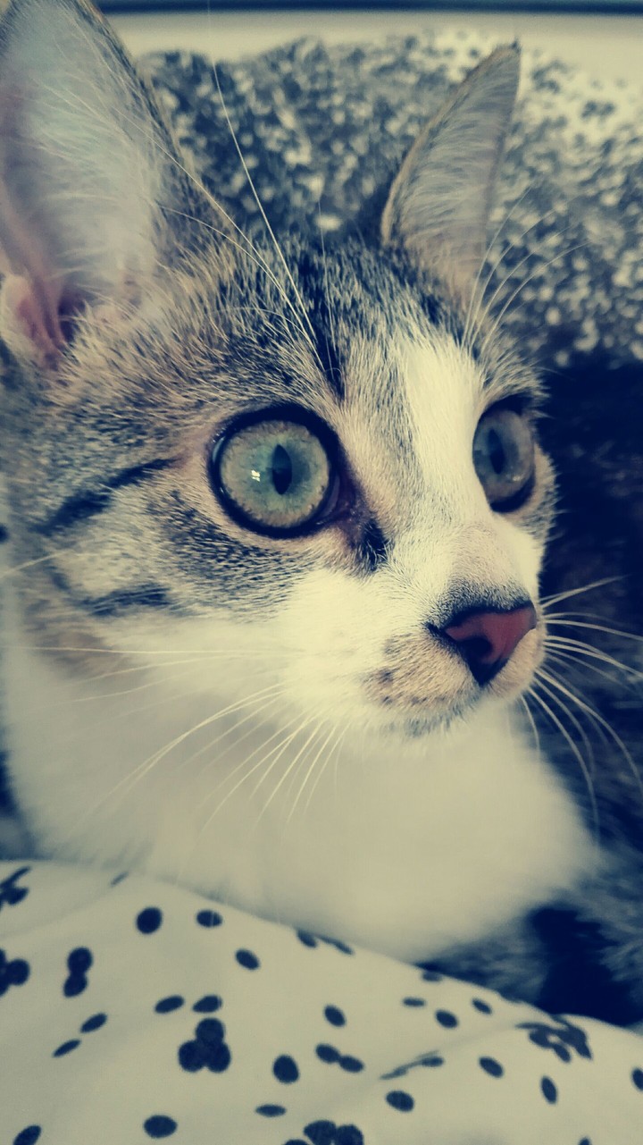 Kitty or Cat
