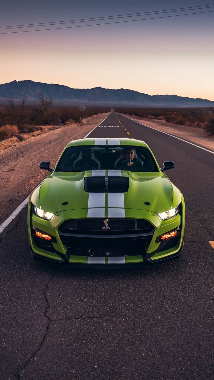 mustang