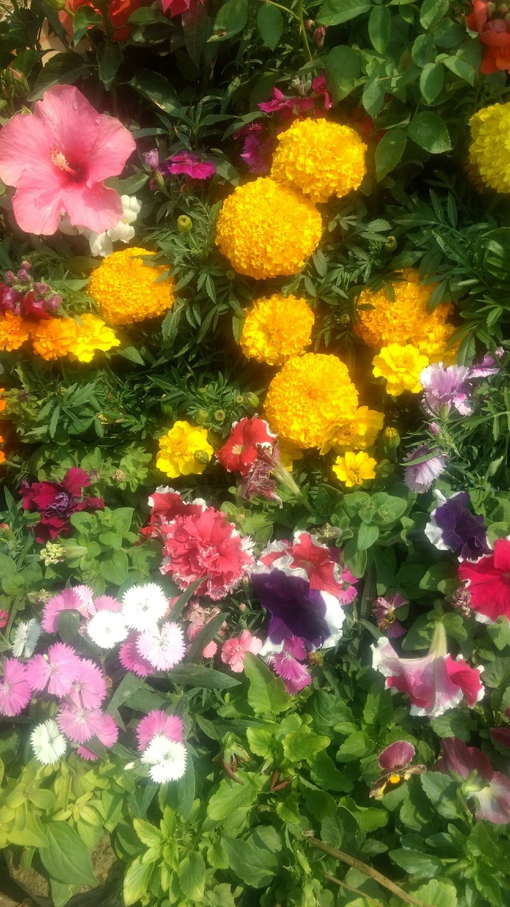 flower