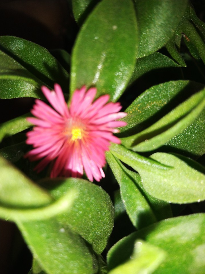 flower