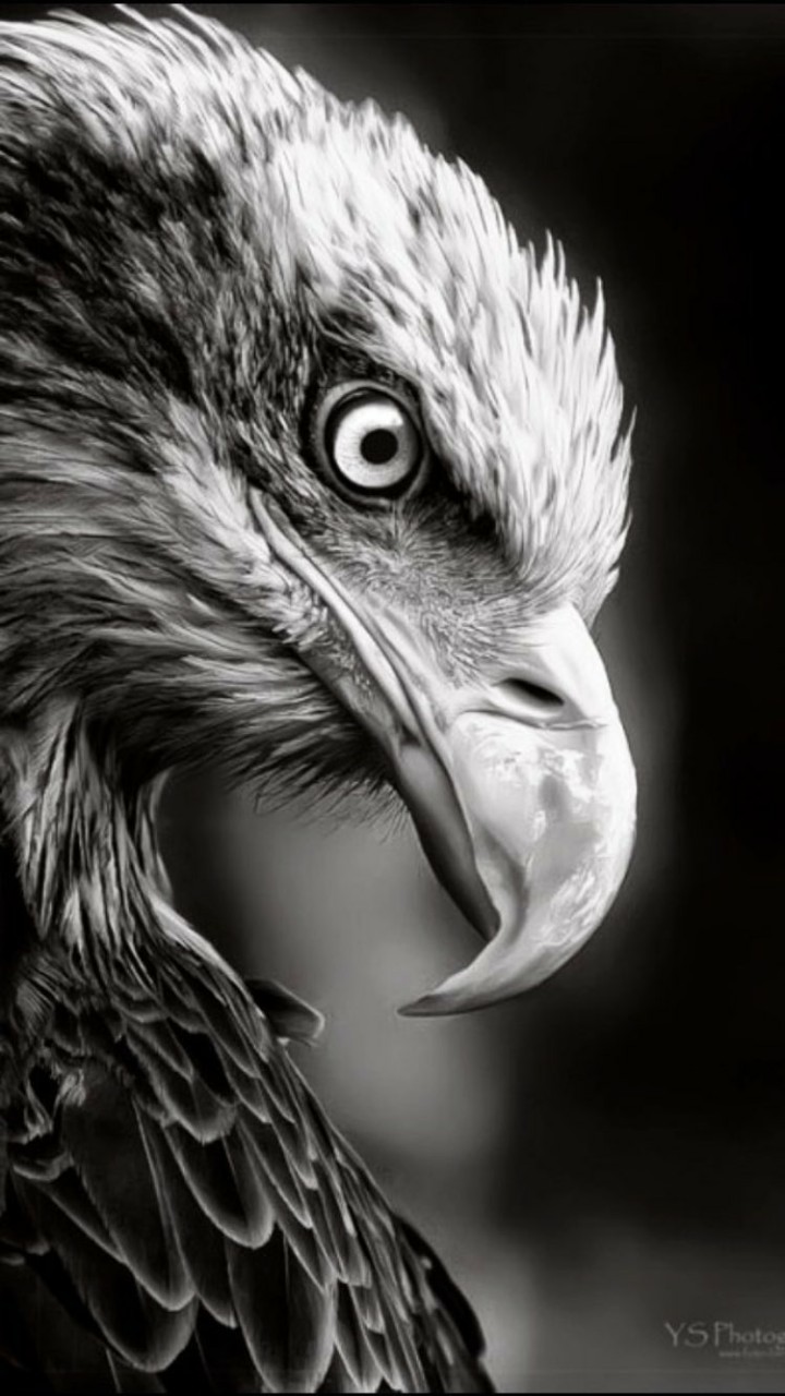 kartal