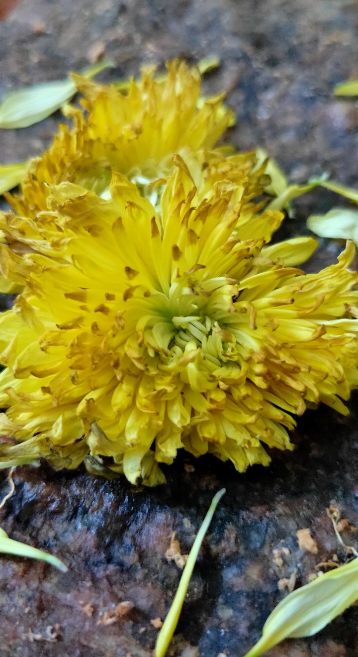 tagetes