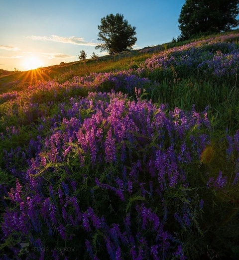 sfondi flowers, hills