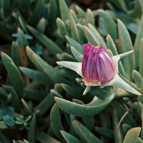 botany, protea Hintergrundbilder
