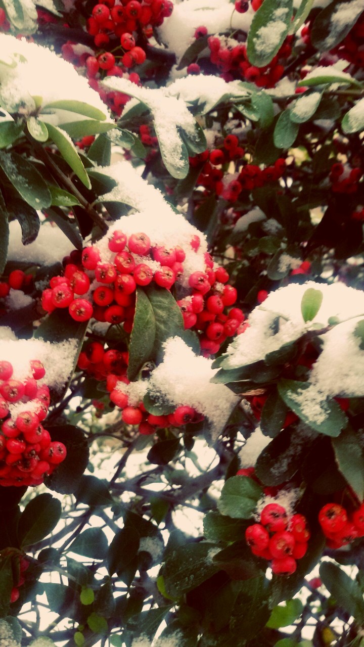 The colors in snowy day