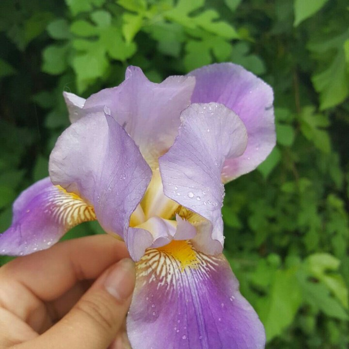 i love spring