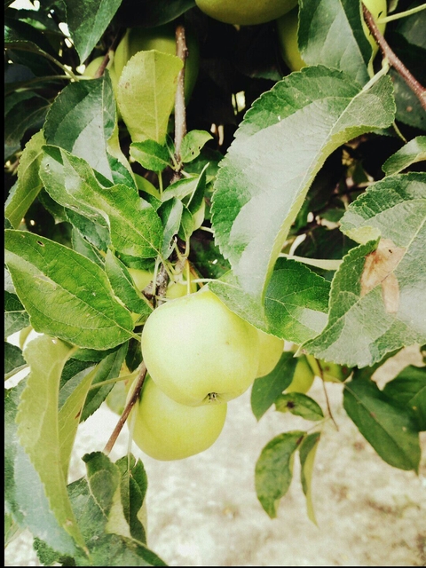 apple
