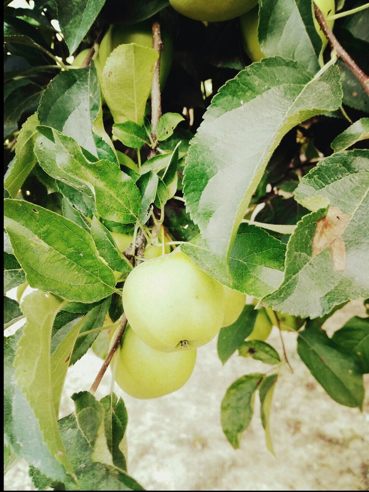 apple