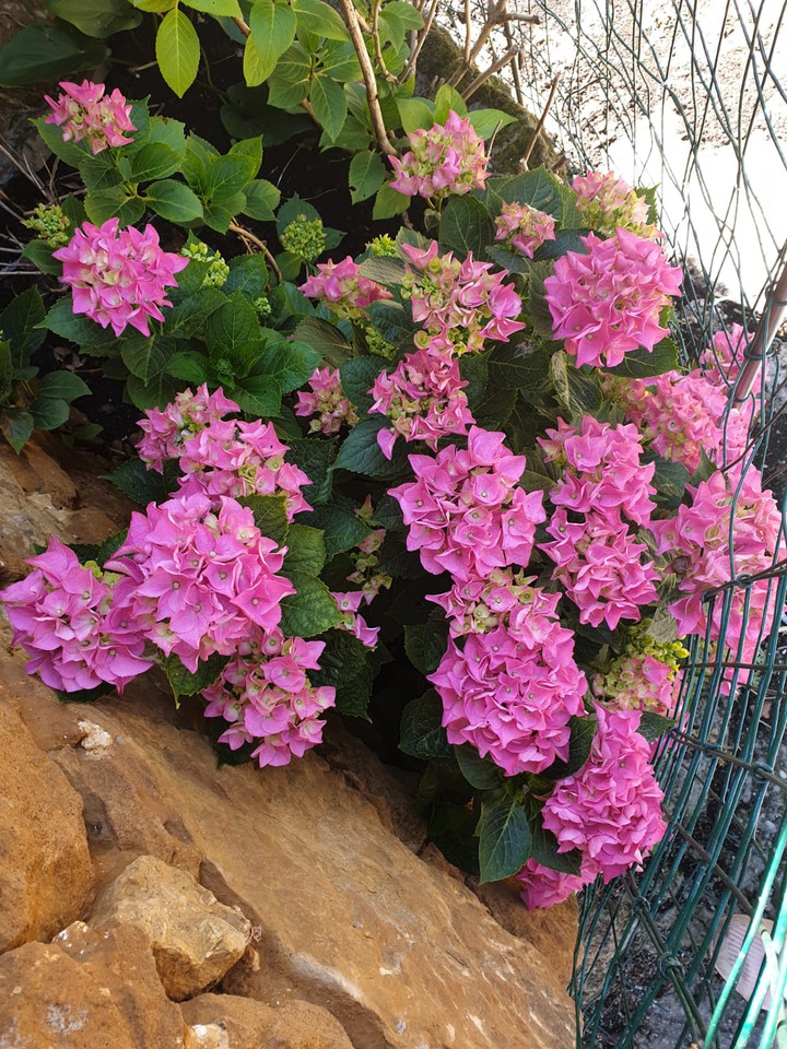 Hortensia