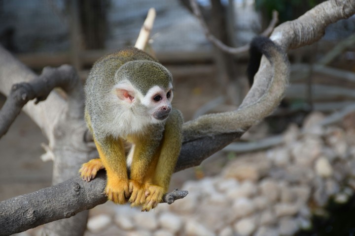 Monkey