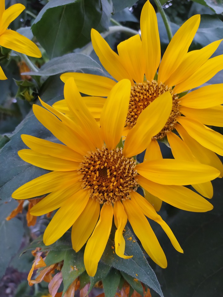 sun