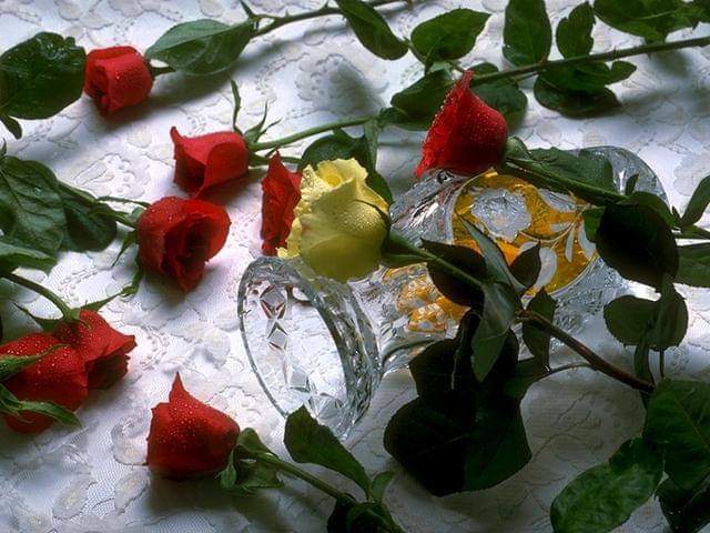 rose day