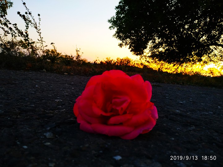 Роза