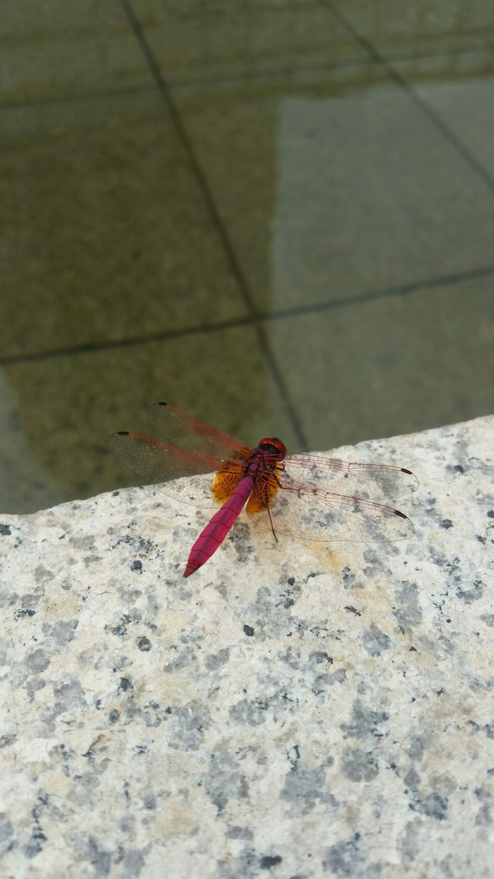 Dragonfly