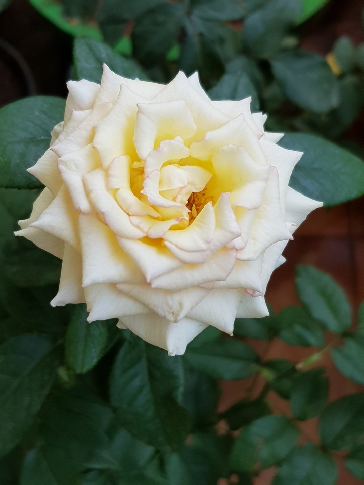 White Rose