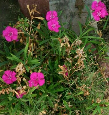flowers