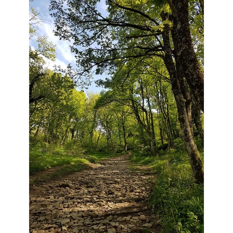 into the wood