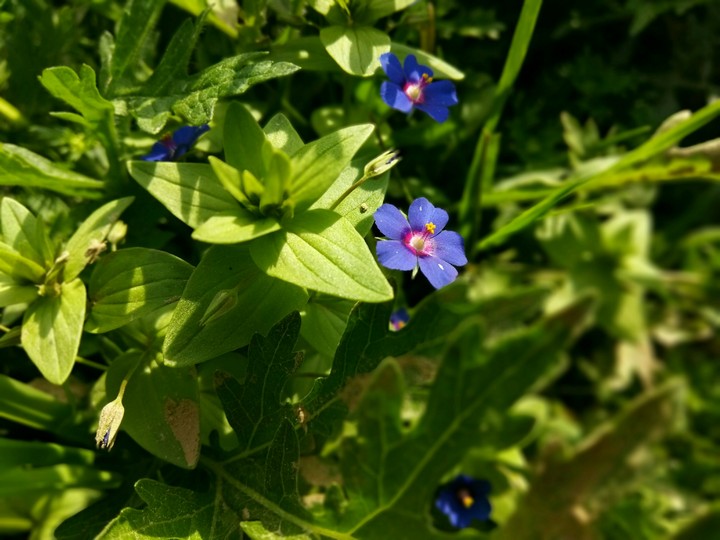 Natural Image