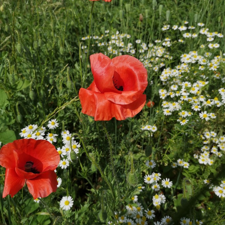 Mohnblumen in Kamille